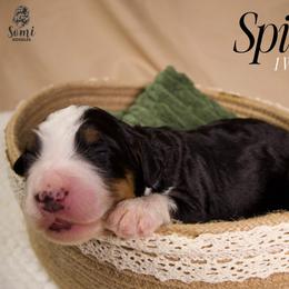 Spider - Tri-color male Bernedoodle puppy in Palmetto Bay, Florida from SOMIDOODLES