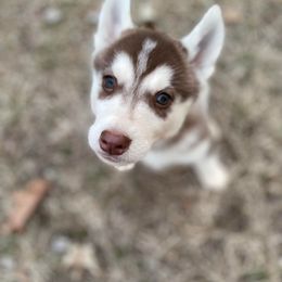 German Shepherd and Siberian Husky Puppies from Sstar