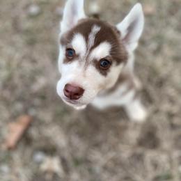 German Shepherd and Siberian Husky Puppies from Sstar
