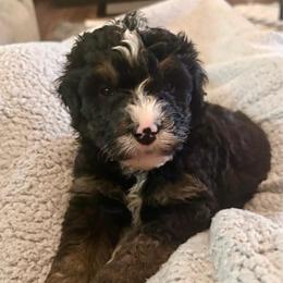 Tan boy - Tri-color male Bernedoodle puppy in Lake, Michigan from 3 King Doodles & Poodles