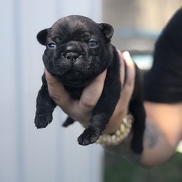 French Bulldog Puppies from Uniquefrenchiies