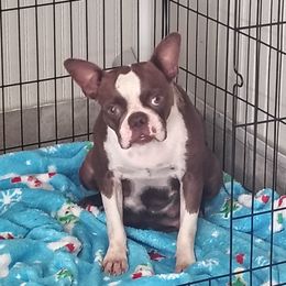 Mil - Boston Terrier