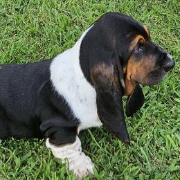 Basset Hound All Grown Up from Tater's Tots