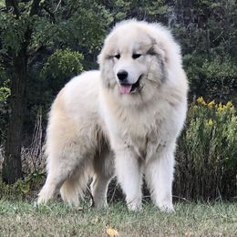 Zel - Great Pyrenees