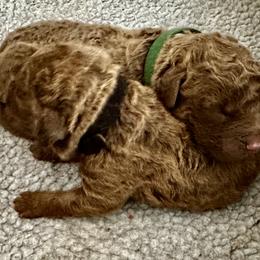 Black collar - Brown female Chesapeake Bay Retriever puppy in North Port, Florida from Whispering Oak Chesapeakes