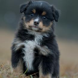 Twinkle - Black tri female Toy Australian Shepherd puppy in Hartman, Arkansas from Southern Edition Aussies