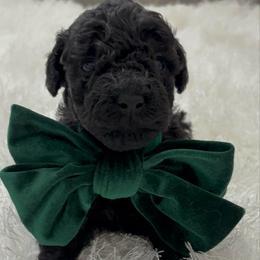Blade - Black male Poodle puppy in Tampa, Florida from Designer Puppy Boutique