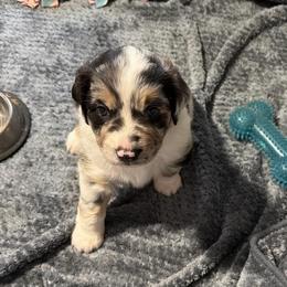 Orion - Blue merle male Australian Shepherd puppy in Friendswood, Texas from 3M Australian Sheperds