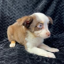 Girl 1 - Red tri female Miniature Australian Shepherd puppy in Hokes Bluff, Alabama from Alegria Toy Aussies