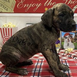 Indra - Brindle Great Dane puppy in Brandon Township, Michigan from DuBord Great Danes