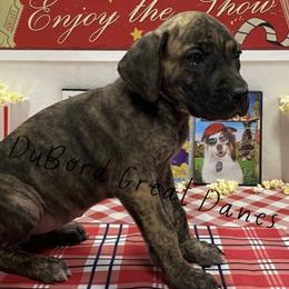 Indra - Brindle Great Dane puppy in Brandon Township, Michigan from DuBord Great Danes