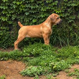AKENO - Red female Boerboel puppy in Pennsylvania from Cold River Boerboels