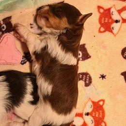 Grizz - Chocolate, tan and white male Yorkshire Terrier puppy in Clarksburg, Indiana from Hidden Gems Parti Yorkies