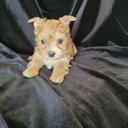 Güera. - Gold female Yorkshire Terrier puppy in Buda, Texas from BIOLA'S YORKIES