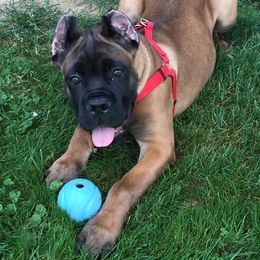 Cane Corso Puppies from Thunderbolt Cane Corso