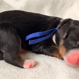Boy 2 - Tri-color male Bernedoodle puppy in Sandy, Oregon from MC Doodles