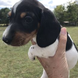 Dachshund Puppies from Hounds by Mishelle