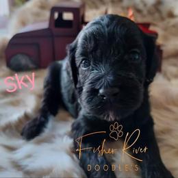 Goldendoodle and Poodle Puppies from Fisher River Doodle's