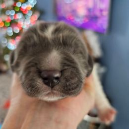 Boy 1 - White and gray male Newfoundland puppy in Ohio from Vermillion Newfoundlands