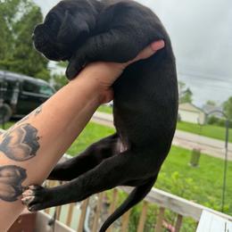 Shakira - Black female Great Dane puppy in Port Clinton, Ohio from LakeSide Danes