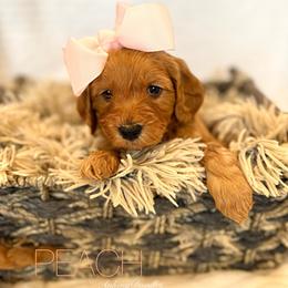 PEACH - Apricot female Goldendoodle puppy in Independence, Oregon from Ankeny Doodles