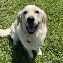 Golden Retriever All Grown Up from Eastern Shore Goldens