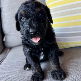 Splash - Black male Goldendoodle puppy in Wyandotte, Oklahoma from Goldendoodles of NE OK