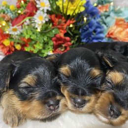Yorkshire Terrier Puppies from Cutest AKC AZ Yorkies
