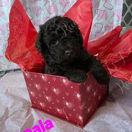 Impala - Brown and white female Aussiedoodle puppy in Loveland, Colorado from A&L Ranch Aussiedoodles