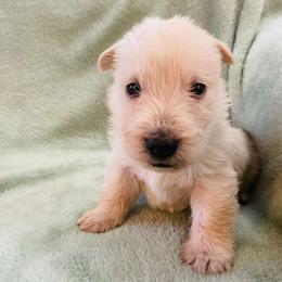 Sunny - Wheaten female Scottish Terrier puppy in Coeur D'alene, Idaho from Kimball Kennels