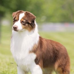 Fiddle - Australian Shepherd