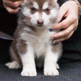 Siberian Husky Puppies from Zuska Siberians