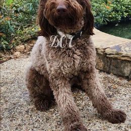 Perdita - Goldendoodle