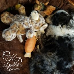 Miniature Australian Shepherds and Toy Australian Shepherds from CKD DOUBLETREE AUSSIES
