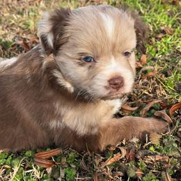 Marilyn Monroe - Red merle female Miniature Australian Shepherd puppy in Paris, Texas from Blue Envy Mini Aussies