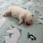 American Eskimo Dog Puppies from Northland Skies Eskies