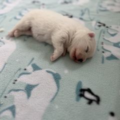 American Eskimo Dog Puppies from Northland Skies Eskies