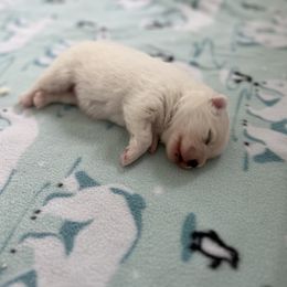 American Eskimo Dog Puppies from Northland Skies Eskies
