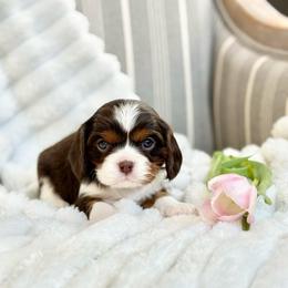 Cocoa - Chocolate female Cavalier King Charles Spaniel puppy in Draper, Utah from Cavachon Love Chocolate Cavaliers, Cavaliers, Cavachon’s, Cavapoos