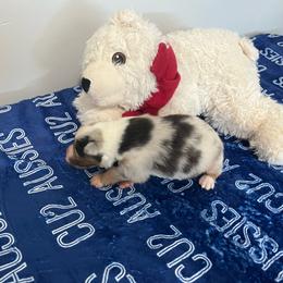 King - Blue merle male Australian Shepherd puppy in Prescott Valley, Arizona from Cu2 Aussies