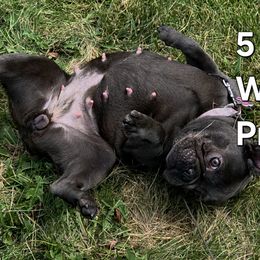 French Bulldogs from MarvelousFrenchies