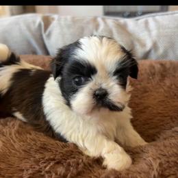 Belarose - Brindle and white female Shih Tzu puppy in Victorville, California from RUMBLE n TUMBLE