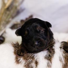 German Shepherd Puppies from Zwinger Vom Rabenauge