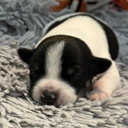American Hairless Terrier puppies from OakSahara