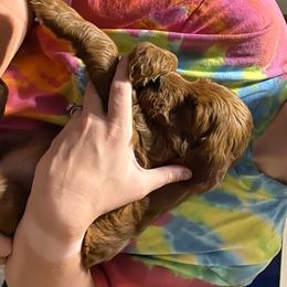 Goldendoodle Puppies from It's Reigning Red Goldendoodles