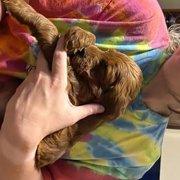 Goldendoodle Puppies from It's Reigning Red Goldendoodles