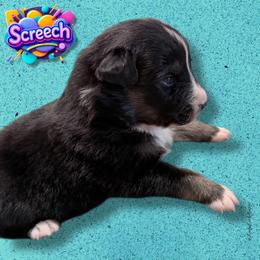 SCREECH - Black Tri Male - Black tri-color male Australian Shepherd puppy in Gainesville, Texas from Lady Luck Aussies