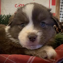 Miniature Australian Shepherd Puppies from Windy Hills Mini Aussies