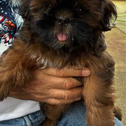 White - Tricolor female Shih Tzu puppy in Chico, California from North State Shih tzus