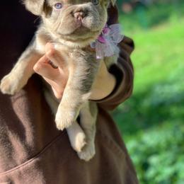 Bella - Tricolors female French Bulldog puppy in Minneapolis, Minnesota from Flyazz Frenchies Kennels